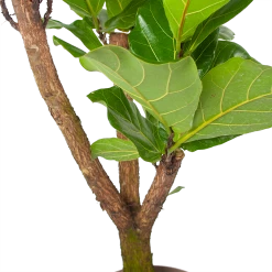 Ficus Lyrata Vertakt - Tabaksplant - P24 H130 - Kamerplant -Groene Tuin Verkoop ficus lyrata tabaksplant p24 h130 6 3