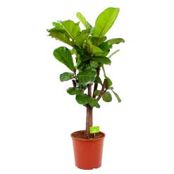 Ficus Lyrata Vertakt - Tabaksplant - P30 H130 - Kamerplant
