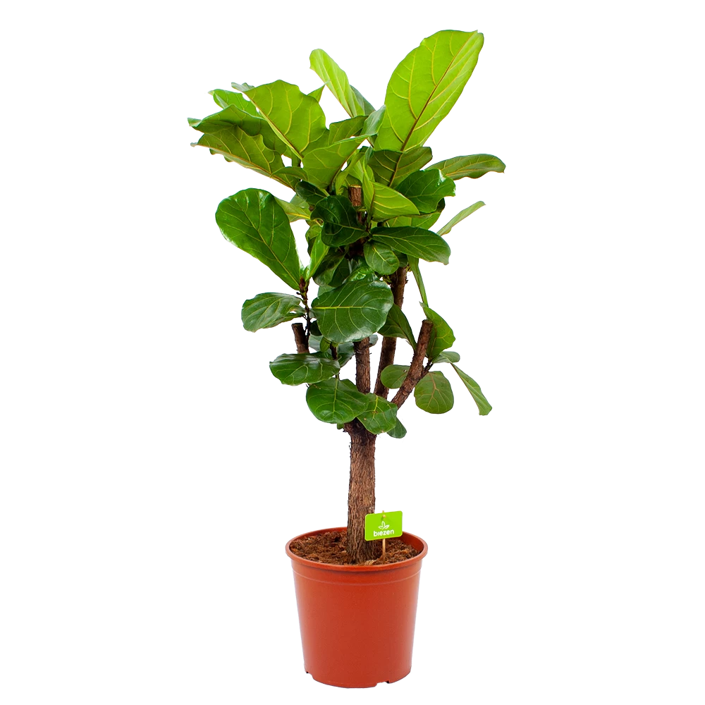 Ficus Lyrata Vertakt - Tabaksplant - P30 H130 - Kamerplant 1 Ficus Lyrata Vertakt - Tabaksplant - P30 H130 - Kamerplant