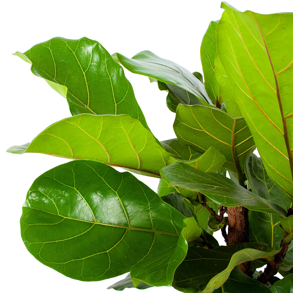 Ficus Lyrata Vertakt - Tabaksplant - P30 H130 - Kamerplant 2 Ficus Lyrata Vertakt - Tabaksplant - P30 H130 - Kamerplant - Afbeelding 2