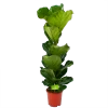 Ficus Lyrata - Tabaksplant - Toef - P21 H90 - Kamerplant