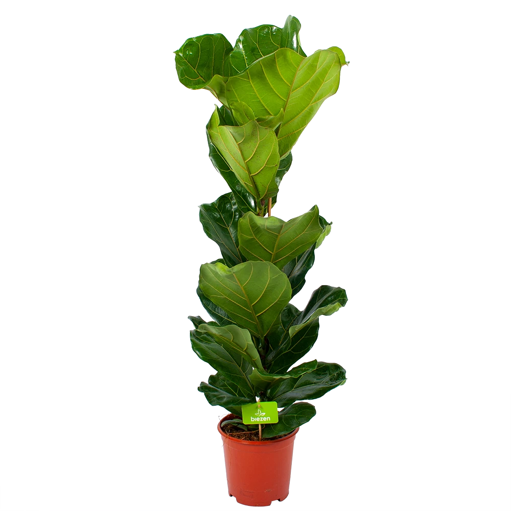 Ficus Lyrata - Tabaksplant - Toef - P21 H90 - Kamerplant 1 Ficus Lyrata - Tabaksplant - Toef - P21 H90 - Kamerplant