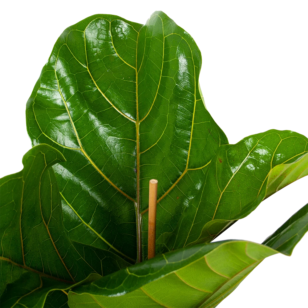 Ficus Lyrata - Tabaksplant - Toef - P21 H90 - Kamerplant 2 Ficus Lyrata - Tabaksplant - Toef - P21 H90 - Kamerplant - Afbeelding 2