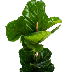 Ficus Lyrata - Tabaksplant - Toef - P21 H90 - Kamerplant 6 Ficus Lyrata - Tabaksplant - Toef - P21 H90 - Kamerplant -Groene Tuin Verkoop ficus lyrata tabaksplant toef p21 h90 6 1