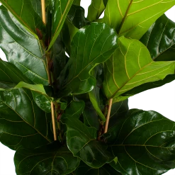 Ficus Lyrata - Tabaksplant - Toef - P34 H120 - Kamerplant -Groene Tuin Verkoop ficus lyrata tabaksplant toef p34 h120 5 3