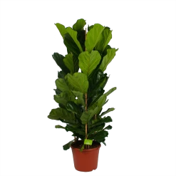 Ficus Lyrata - Tabaksplant - Toef - P35 H150 - Kamerplant