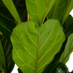 Ficus Lyrata - Tabaksplant - Toef - P35 H150 - Kamerplant -Groene Tuin Verkoop ficus lyrata tabaksplant toef p35 h150 6