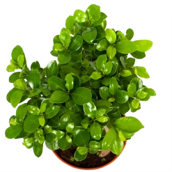 Ficus Microcarpa Ginseng - Bonsai - P17 H40 - Kamerplant -Groene Tuin Verkoop ficus microcarpa ginseng bonsai p17 h40 6