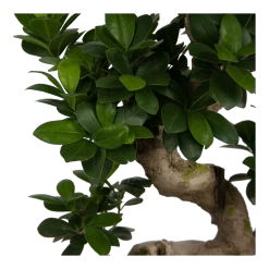 Ficus Microcarpa Ginseng - Bonsai - P25 H70 - Kamerplant -Groene Tuin Verkoop ficus microcarpa ginseng bonsai p25 h70 6