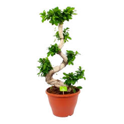 Ficus Microcarpa Ginseng - Bonsai - P29 H90 - Kamerplant
