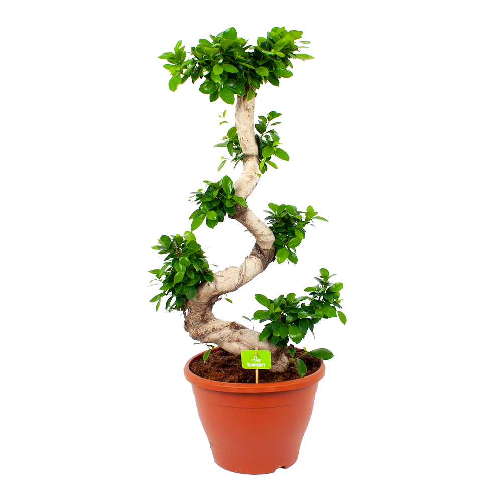 Ficus Microcarpa Ginseng - Bonsai - P29 H90 - Kamerplant 1 Ficus Microcarpa Ginseng - Bonsai - P29 H90 - Kamerplant