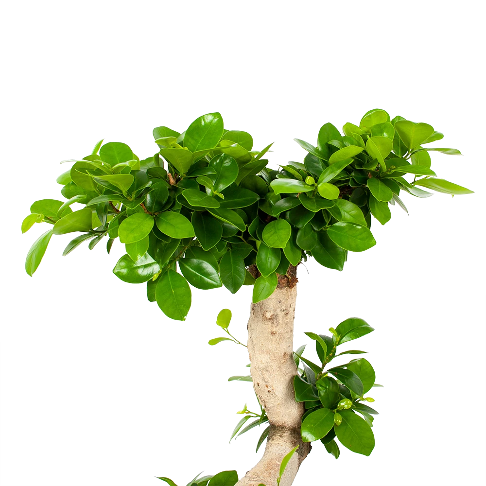 Ficus Microcarpa Ginseng - Bonsai - P29 H90 - Kamerplant 2 Ficus Microcarpa Ginseng - Bonsai - P29 H90 - Kamerplant - Afbeelding 2