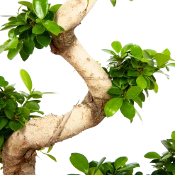 Ficus Microcarpa Ginseng - Bonsai - P29 H90 - Kamerplant 6 Ficus Microcarpa Ginseng - Bonsai - P29 H90 - Kamerplant -Groene Tuin Verkoop ficus microcarpa ginseng bonsai p29 h90 6