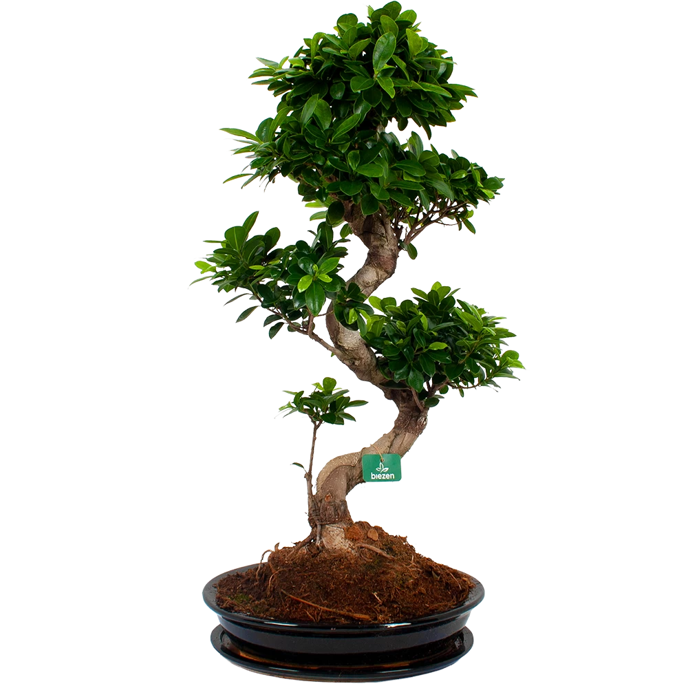 Ficus Microcarpa Ginseng In Zwarte Pot - Bonsai - P52 H100 - Kamerplant 1 Ficus Microcarpa Ginseng In Zwarte Pot - Bonsai - P52 H100 - Kamerplant