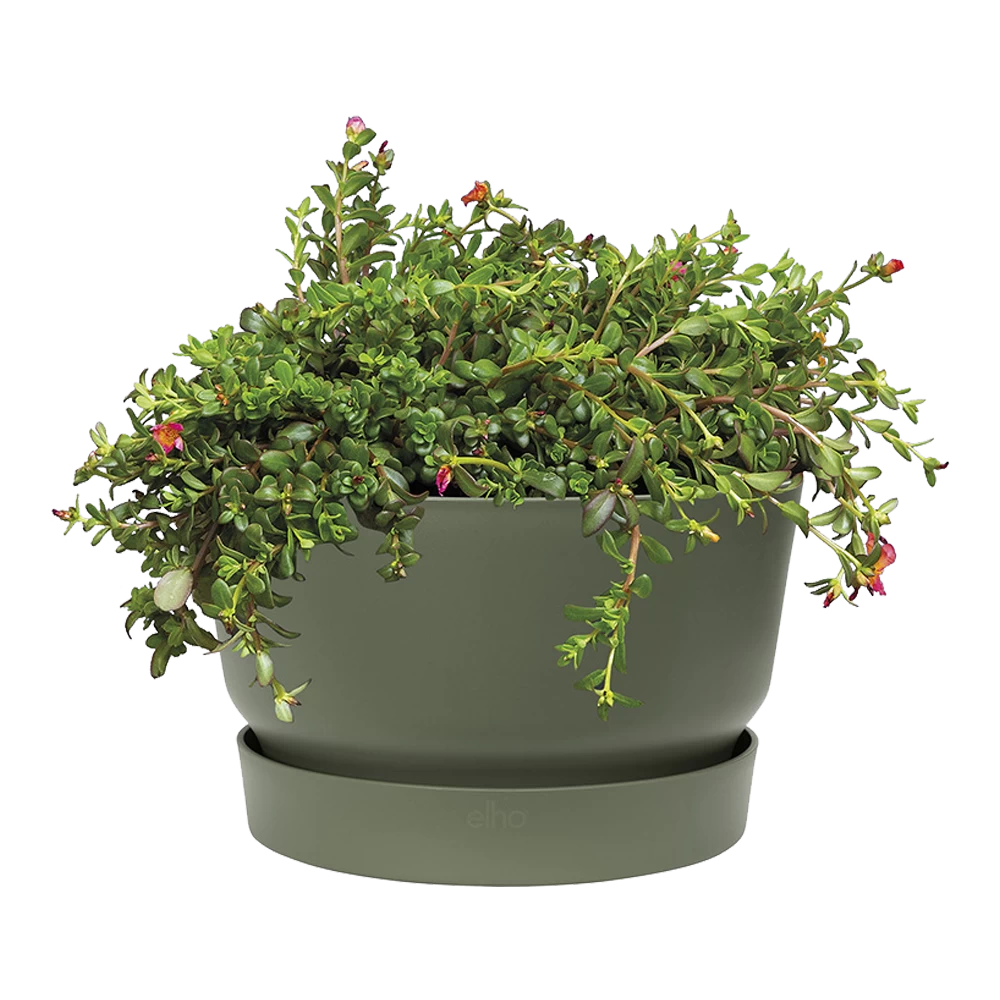 Plantenschaal Elho Greenville 33cm - Bladgroen 2 Plantenschaal Elho Greenville 33cm - Bladgroen - Afbeelding 2