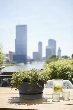 Plantenschaal Elho Greenville 33cm - Living Black -Groene Tuin Verkoop greenville schaal 33cm bloempot living black 6 13