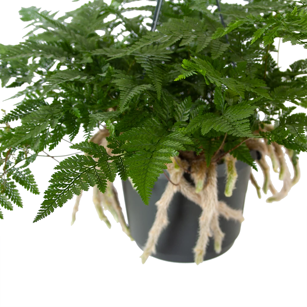 Humata Tyermannii - In Hangpot - P17 H30 - Kamerplant 2 Humata Tyermannii - In Hangpot - P17 H30 - Kamerplant - Afbeelding 2