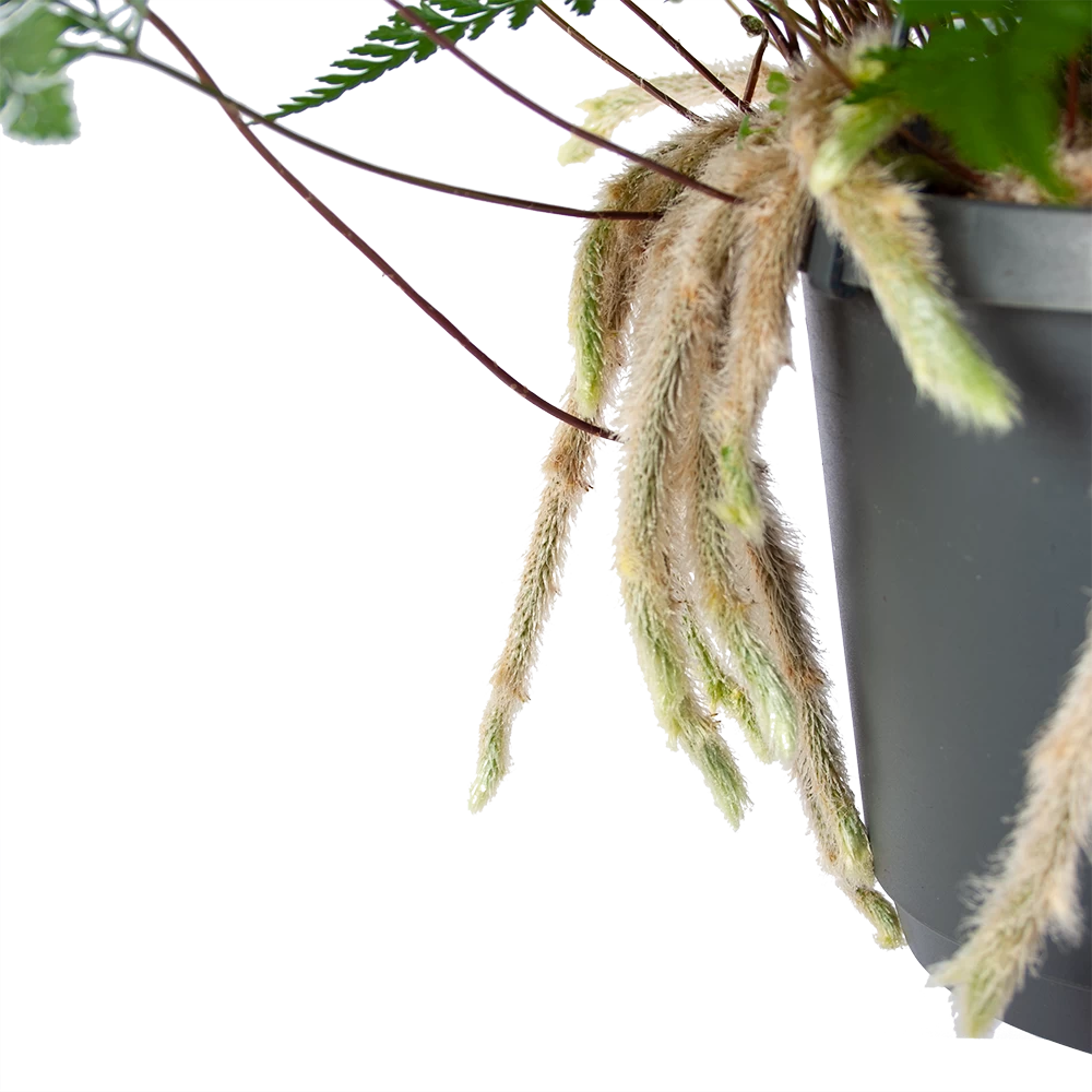 Humata Tyermannii - In Hangpot - P17 H30 - Kamerplant 3 Humata Tyermannii - In Hangpot - P17 H30 - Kamerplant - Afbeelding 3