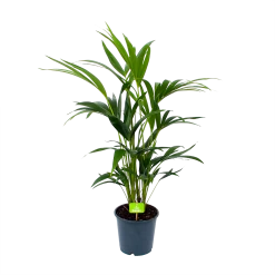 Kentiapalm - Howea Forsteriana - P19 H80 - Kamerplant