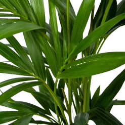 Kentiapalm - Howea Forsteriana - P19 H80 - Kamerplant -Groene Tuin Verkoop kentiapalm howea forsteriana p19 h80 6
