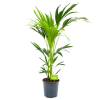 Kentiapalm - Howea Forsteriana - P21 H100 - Kamerplant