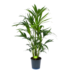Kentiapalm - Howea Forsteriana - P21 H120 - Kamerplant