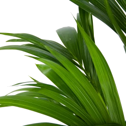 Kentiapalm - Howea Forsteriana - P21 H120 - Kamerplant -Groene Tuin Verkoop kentiapalm howea forsteriana p21 h120 6