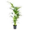 Kentiapalm - Howea Forsteriana - P21 H140 - Kamerplant