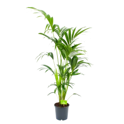 Kentiapalm - Howea Forsteriana - P21 H140 - Kamerplant