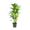 Kentiapalm - Howea Forsteriana - P24 H130 - Kamerplant