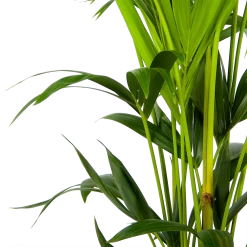 Kentiapalm - Howea Forsteriana - P24 H150 - Kamerplant -Groene Tuin Verkoop kentiapalm howea forsteriana p24 h150 3