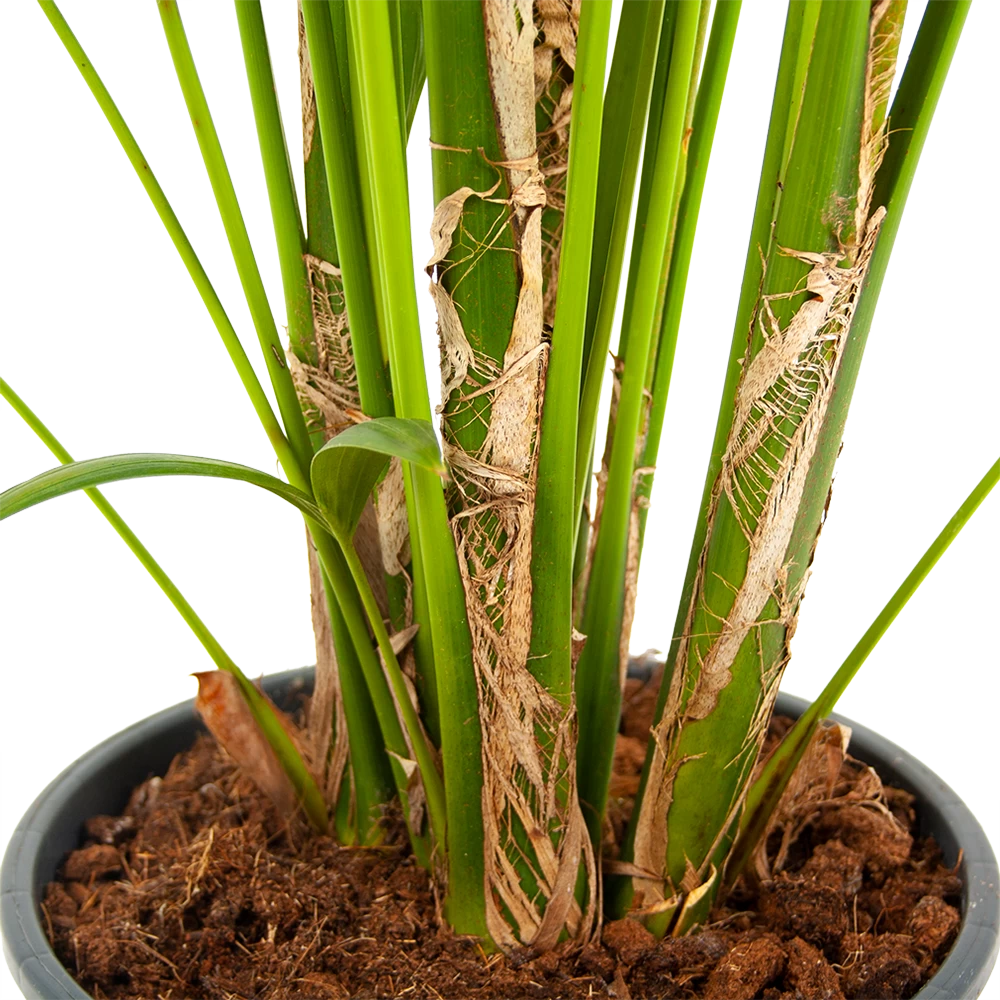 Kentiapalm - Howea Forsteriana - P24 H200 - Kamerplant 2 Kentiapalm - Howea Forsteriana - P24 H200 - Kamerplant - Afbeelding 2