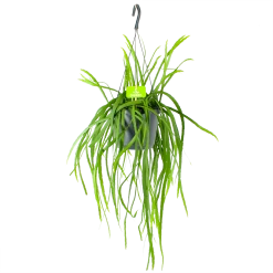 Lepismium Bolivianum - In Hangpot - P17 H40 - Kamerplant