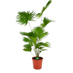Livistona Rotundifolia - Chinese Schermpalm - P24 H100 - Kamerplant