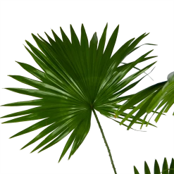 Livistona Rotundifolia - Chinese Schermpalm - P24 H100 - Kamerplant -Groene Tuin Verkoop livistona rotundifolia chinese schermpalm p24 h100 kamerplant 3