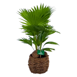 Livistona Rotundifolia In Gevlochten Caryota Pot - Chinese Schermpalm - P19 H50 - Kamerplant