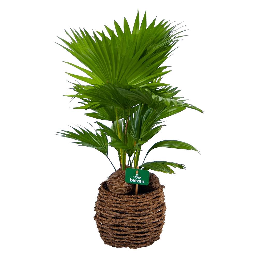 Livistona Rotundifolia In Gevlochten Caryota Pot - Chinese Schermpalm - P19 H50 - Kamerplant 1 Livistona Rotundifolia In Gevlochten Caryota Pot - Chinese Schermpalm - P19 H50 - Kamerplant