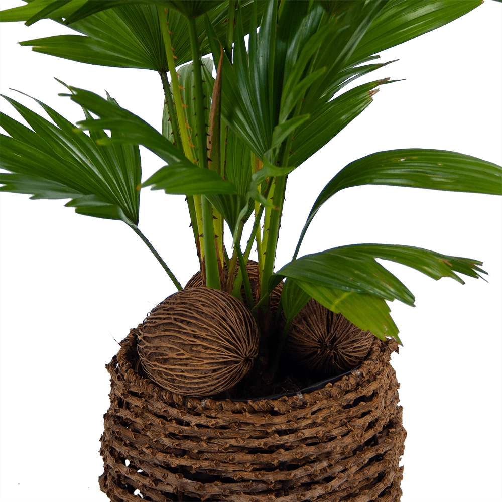 Livistona Rotundifolia In Gevlochten Caryota Pot - Chinese Schermpalm - P19 H50 - Kamerplant 2 Livistona Rotundifolia In Gevlochten Caryota Pot - Chinese Schermpalm - P19 H50 - Kamerplant - Afbeelding 2