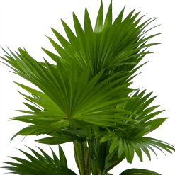 Livistona Rotundifolia In Gevlochten Caryota Pot - Chinese Schermpalm - P19 H50 - Kamerplant 6 Livistona Rotundifolia In Gevlochten Caryota Pot - Chinese Schermpalm - P19 H50 - Kamerplant -Groene Tuin Verkoop livistona rotundifolia in pot chinese schermpalm p19 h50 kamerplant 3