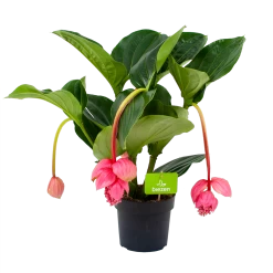 Groene Tuin Verkoop 6 Medinella Magnifica - Trosbloem - P17 H60 - Kamerplant