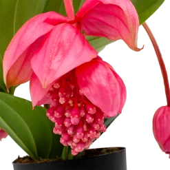 Groene Tuin Verkoop -Groene Tuin Verkoop medinella magnifica trosbloem p17 h60 5