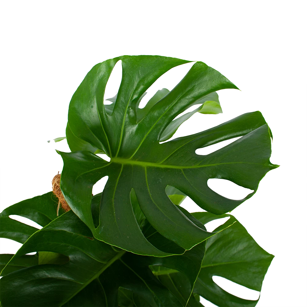 Monstera Deliciosa Op Mosstok - Gatenplant - P19 H80 - Kamerplant 2 Monstera Deliciosa Op Mosstok - Gatenplant - P19 H80 - Kamerplant - Afbeelding 2