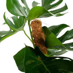 Monstera Deliciosa Op Mosstok - Gatenplant - P19 H80 - Kamerplant 7 Monstera Deliciosa Op Mosstok - Gatenplant - P19 H80 - Kamerplant -Groene Tuin Verkoop monstera deliciosa op mosstok gatenplant p19 h80 5