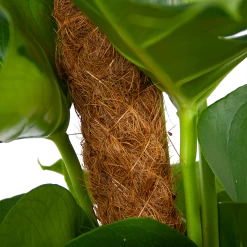 Monstera Deliciosa Op Mosstok - Gatenplant - P19 H80 - Kamerplant 8 Monstera Deliciosa Op Mosstok - Gatenplant - P19 H80 - Kamerplant -Groene Tuin Verkoop monstera deliciosa op mosstok gatenplant p19 h80 6