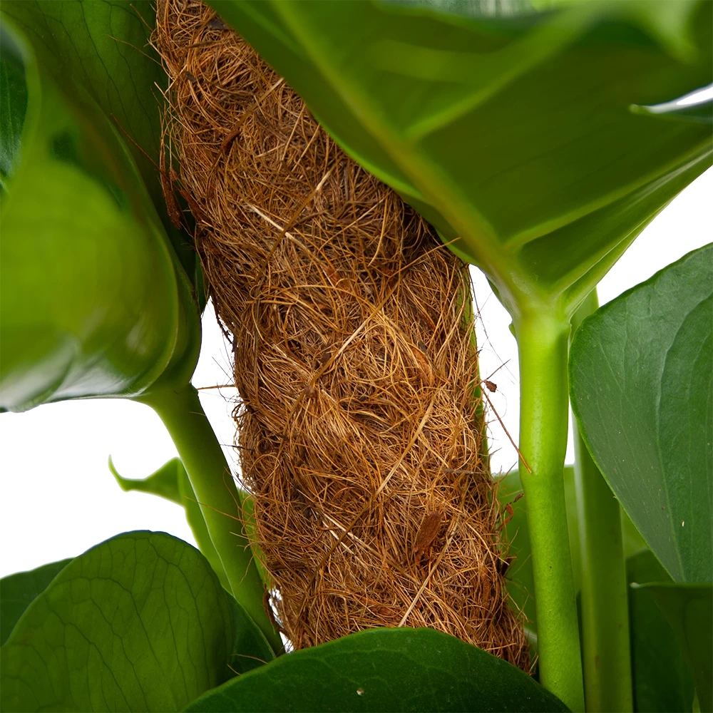 Monstera Deliciosa Op Mosstok - Gatenplant - P19 H80 - Kamerplant 4 Monstera Deliciosa Op Mosstok - Gatenplant - P19 H80 - Kamerplant - Afbeelding 4