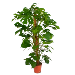 Monstera Deliciosa Op Mosstok - Gatenplant - P24 H150 - Kamerplant