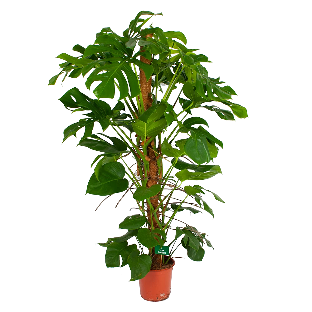 Monstera Deliciosa Op Mosstok - Gatenplant - P24 H150 - Kamerplant 2 Monstera Deliciosa Op Mosstok - Gatenplant - P24 H150 - Kamerplant - Afbeelding 2