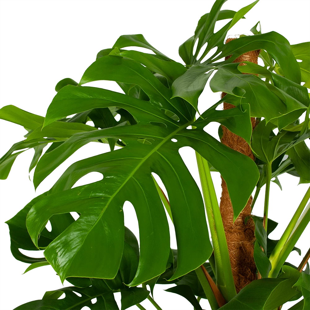 Monstera Deliciosa Op Mosstok - Gatenplant - P24 H150 - Kamerplant 3 Monstera Deliciosa Op Mosstok - Gatenplant - P24 H150 - Kamerplant - Afbeelding 3