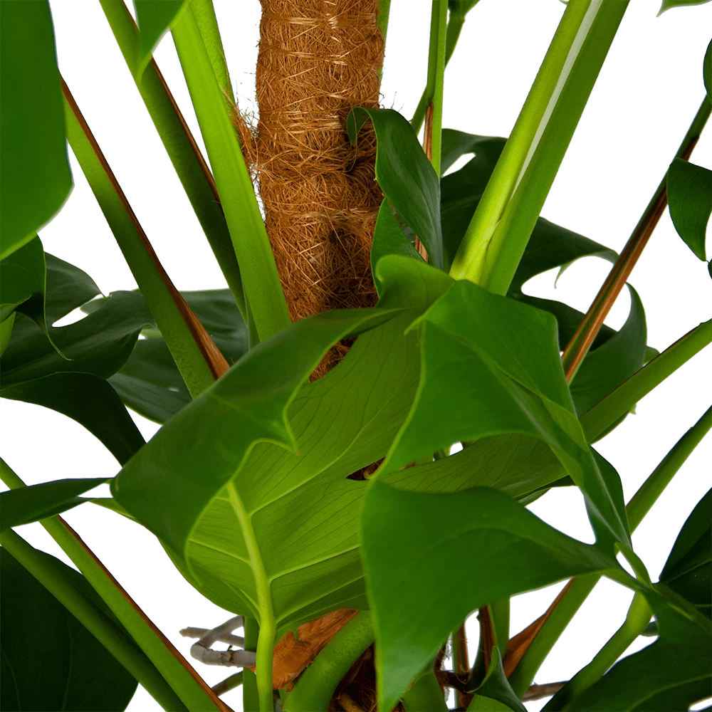 Monstera Deliciosa Op Mosstok - Gatenplant - P24 H150 - Kamerplant 4 Monstera Deliciosa Op Mosstok - Gatenplant - P24 H150 - Kamerplant - Afbeelding 4