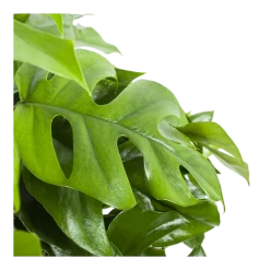 Monstera Minima - Gatenplant - In Hangpot - P27 H30 - Kamerplant 6 Monstera Minima - Gatenplant - In Hangpot - P27 H30 - Kamerplant -Groene Tuin Verkoop monstera minima gatenplant in hangpot p27 h30 6